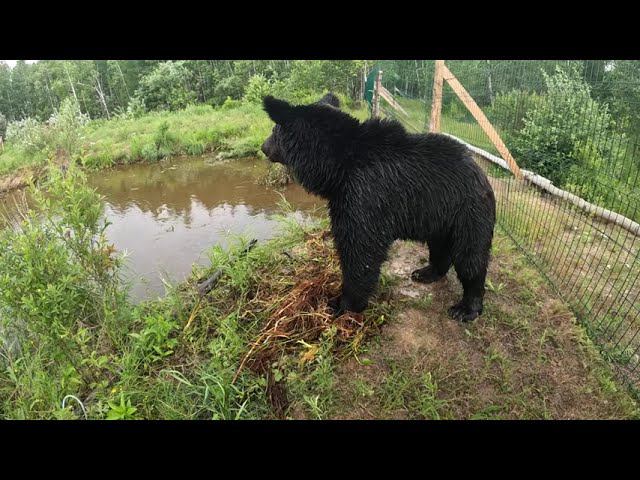 Кое как выгнал медведей из воды. смотреть онлайн