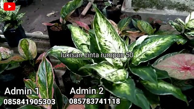Promo❗ Dan Obral Aglonema Paket Termurah ~ Compakta, Ebony, Big Epel, Dll.. смотреть онлайн