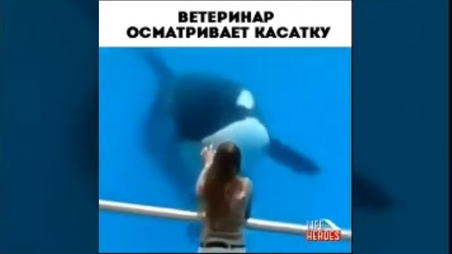 Умная Касатка смотреть онлайн