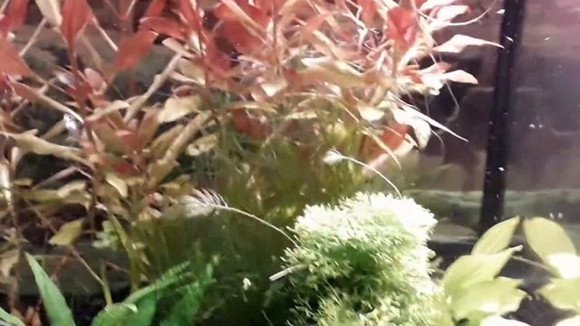 Мои аквариумы февраль 2019. Рыбки, растения и мальки гуппи. Обзор смотреть онлайн