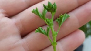 Размножение пеларгонии Ангел.