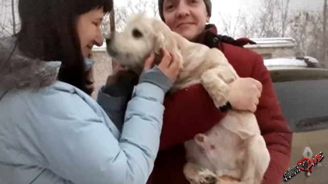 Из Кокер-спаниеля сделали сторожевого пса после семи лет на него нельзя было взглянуть без слез. смотреть онлайн