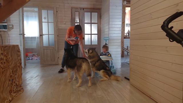 Что делать если хочешь играть в мяч а на улице снег?? Играем дома!!! HUSKY VLOG смотреть онлайн
