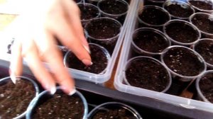 Посев алиссума. Без пикировки.