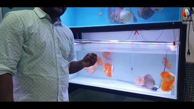 Tips To Avoid Black Spots On Discus Fish | Discus Peppering In Hindi | Super Discus смотреть онлайн