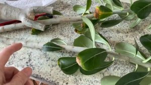 Адениум. Гниль корней, мягкий каудекс. Можно ли спасти адениум? Пытаюсь… 15 января 2024 г.