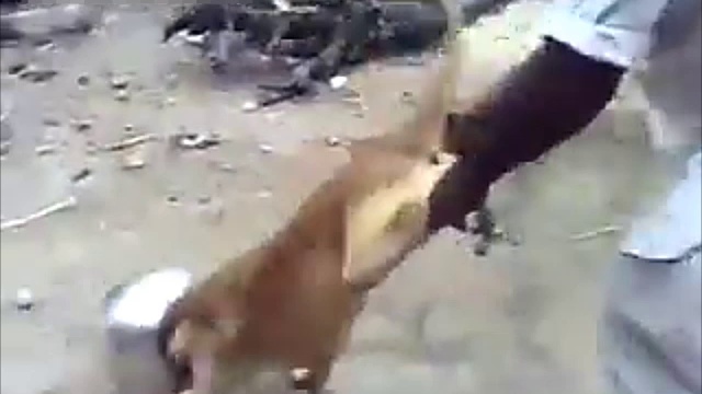 Собака застряла головой в кастрюле смотреть онлайн