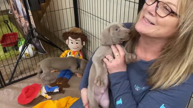 Izzy's Big 3 Weimaraner Puppies Week 6 1/2 смотреть онлайн