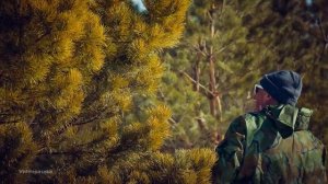 КАС-81 / Почки сосны / Сроки и правила сбора