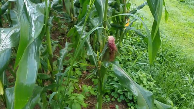 Growing Picasso Sweet Corn смотреть онлайн