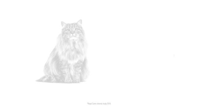 Product Spotlight: Royal Canin® Dental Care смотреть онлайн