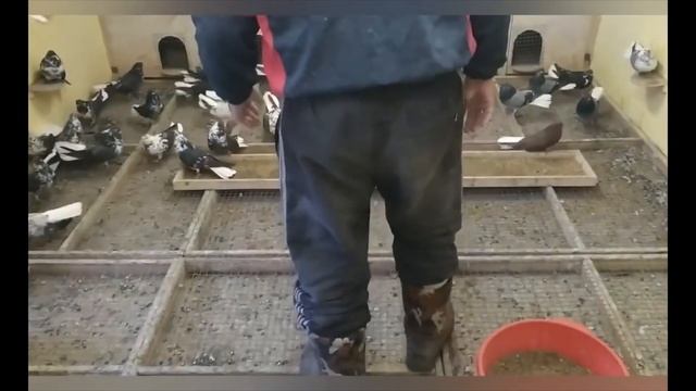 В гостях у Петрожицского И.В. +79513266246. смотреть онлайн