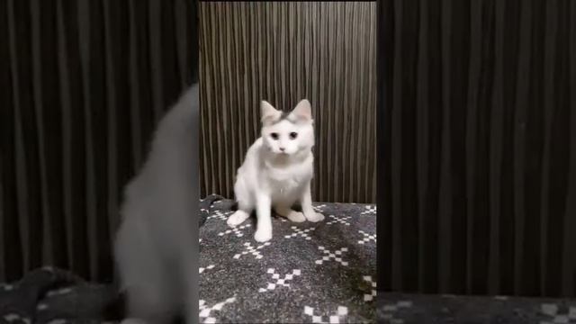 Michiko.ru | Котенок Эстер ищет дом. Отдаем бесплатно. Кошки в дар в добрые руки. смотреть онлайн