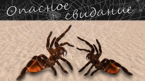 Опасное свидание. Кто останется в живых Размножение пауков птицеедов Brachypelma vagans.
