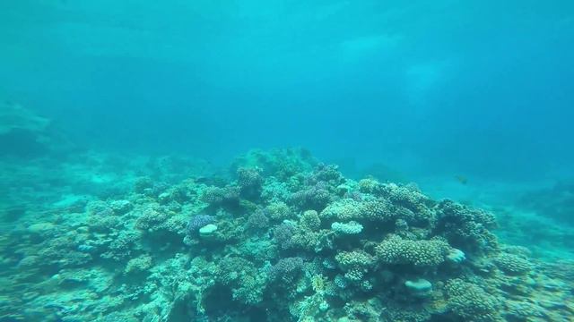 Дайвинг в Хургаде 2015 gopro смотреть онлайн
