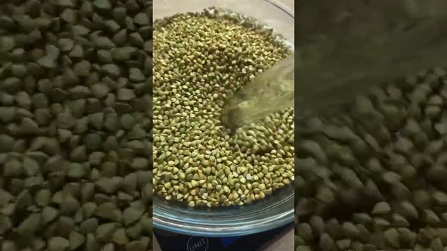 Как легко прорастить зеленую гречку в домашних условиях? #веган #зеленаягречка #проращивание смотреть онлайн