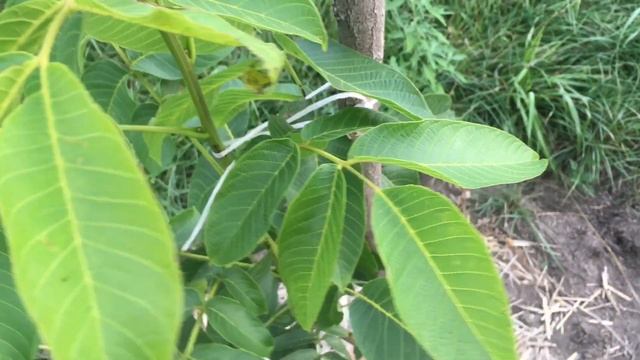 Вредители грецкого ореха. Скрученный лист на орехе. Сад ореха песчанский. 06.08.18. Листовёртка смотреть онлайн