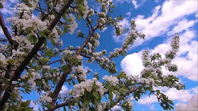 ПЕНИЕ ПТИЦ УСПОКАИВАЕТ.ПТИЦЫ-ПОСЛАННИКИ НЕБА.,ИСЦЕЛЯЮТ НЕРВНУЮ СИСТЕМУ.СПОКОЙНЫЙ СОН И ГАРМОНИЯ.