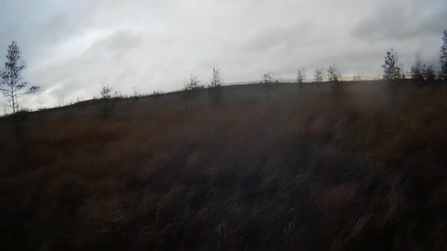 Сбор и сдача клюквы.