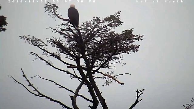 White Rock Eagle BC 11 1 16 515pm Pa on Old tree Ma on her perch смотреть онлайн