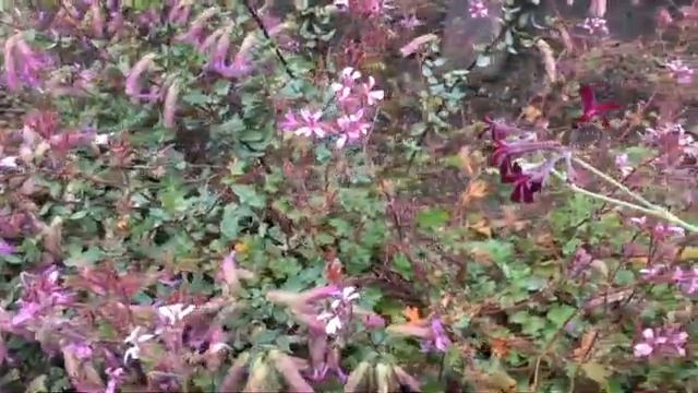 Hannah - Pelargoniums