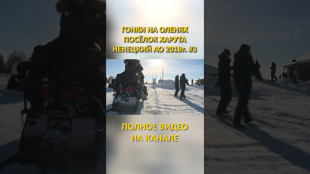 ГОНКИ НА ОЛЕНЯХ DEER RACES 3 SHORTS #SHORTS смотреть онлайн