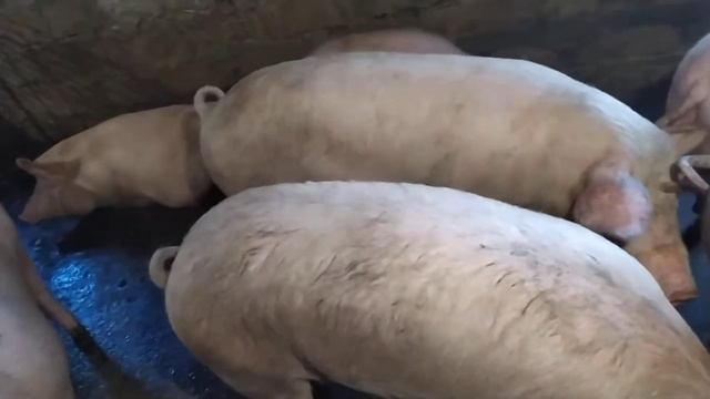 Откорм свиней за 6 месяцев смотреть онлайн