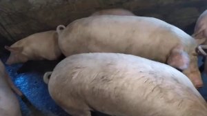 Откорм свиней за 6 месяцев