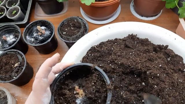 Клубневые бегонии/проращивание, грунт, посадка, лечение клубня и лайфхак/ смотреть онлайн