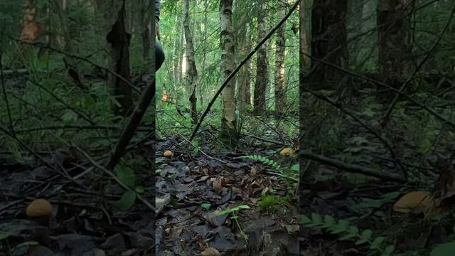 ПОЕХАЛ НА РАЗВЕДКУ И НАСШИБАЛ КУЧУ ГРИБОВ-ПОДОСИНОВИКОВ ЖЕЛТО-БУРЫХ ИЮНЬ 2024 смотреть онлайн