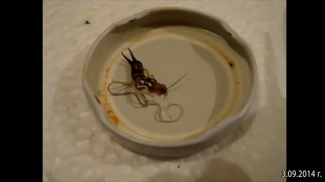 Forficula auricularia Nematode invasion смотреть онлайн