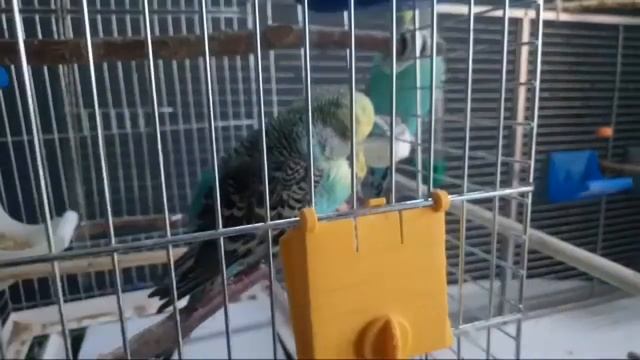 Что Можно Сделать Для Не ручных Попугаев. смотреть онлайн