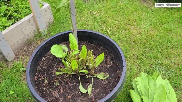 Щавель. Вторая срезка и заготовка на зиму. Семена щавля. смотреть онлайн