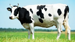 Корова/Корова мычит/ Изучаем Домашний скот/ Звуки животных