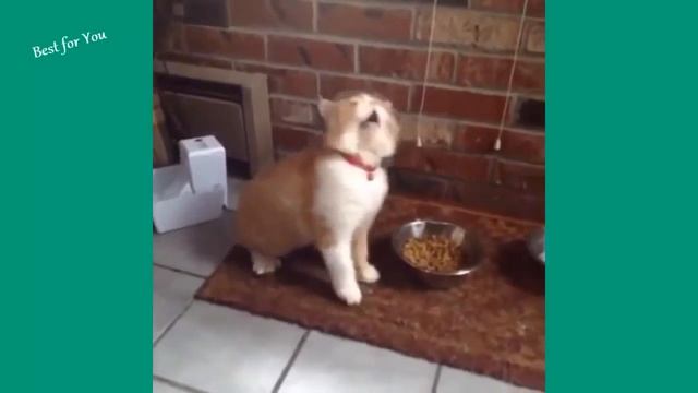 НОВЫЕ!!!ОЧЕНЬ СМЕШНЫЕ моменты с КОТИКАМИ, ШУТКИ ЖИВОТНЫМИ 2017, ПРИКОЛЫ НАД КОТАМИ. СМЕШНО ДО СЛЕЗ