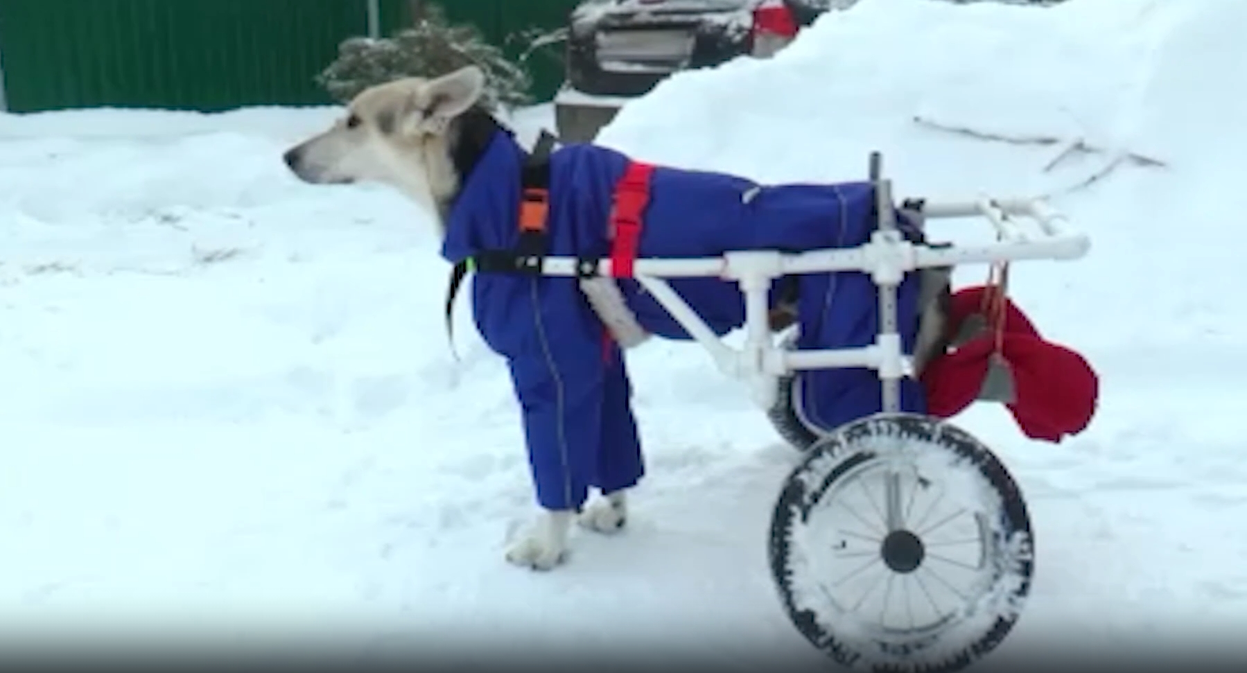 ИНВАЛИДНЫЕ КОЛЯСКИ ДЛЯ ЖИВОТНЫХ смотреть онлайн
