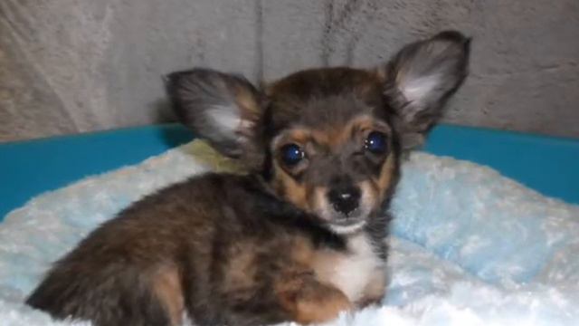 animals express - type chihuahua.wmv смотреть онлайн