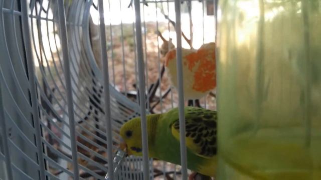 Утро с Лаймой / Я заболела😥 / Бессмыслица