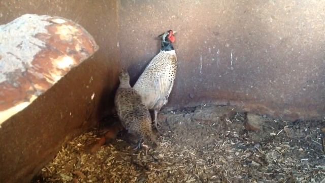 Животные в хозяйстве/Фазаны смотреть онлайн