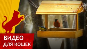 Видео для кошек - Птицы весной (Развлеки своего кота)