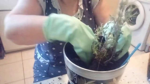 Рассадила огурцы новым способом.