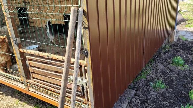 Барсик и ДРУЖОК/ НОВЫЙ ДОМ/ ТАБЛЕТКИ ДЛЯ КЛИПСЫ И МУХТАРА/ наши будни с 11 собаками и 5 кошками смотреть онлайн