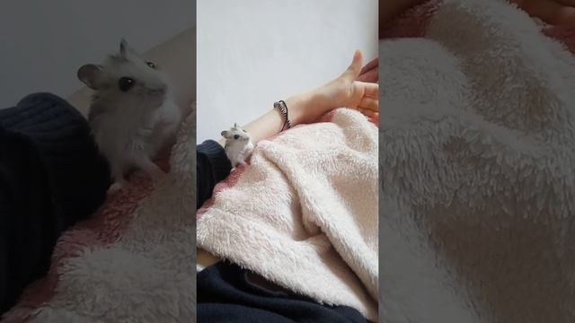 Мой новый хомячок роборовский??? смотреть онлайн