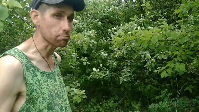 яблони Московская Грушовка. смотреть онлайн