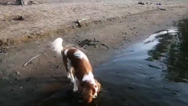 первый заплыв смотреть онлайн