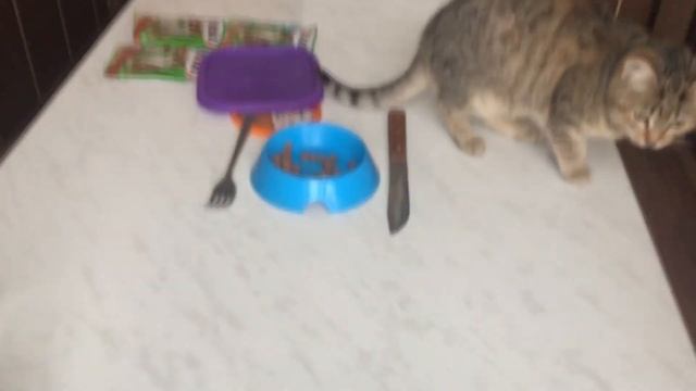 СКОЛЬКО СЪЕСТ ВОЛКОДАВ ДОИГРАЛЕСАШОК смотреть онлайн