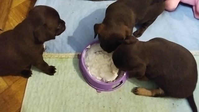 малыши чихуахуа кушают,щенкам 1 месяц,дети нашего Космоса, Симферополь Крым Кастропуло смотреть онлайн