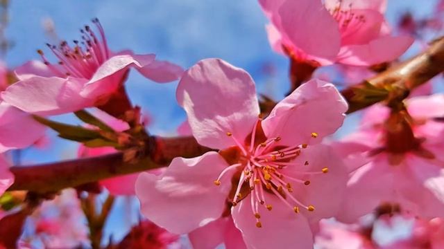 Как цветут персики в Крыму the blossoming Crimea смотреть онлайн