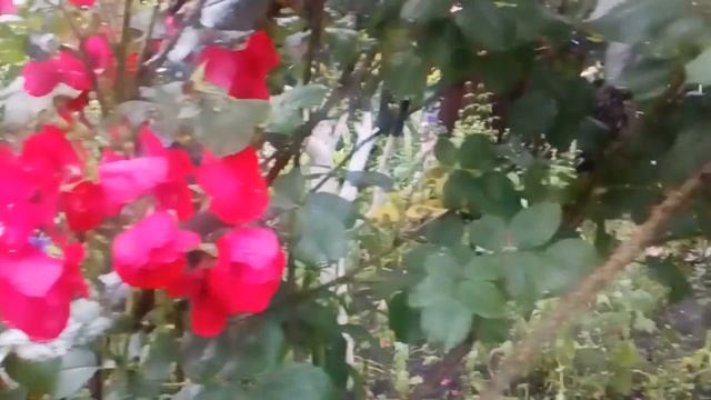 Роза Робуста. Канадская,зимостойкая,сильно шипованая. Роза 10 лет. #роза #канадская #робуста #2020 смотреть онлайн