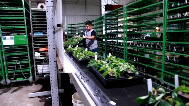 Poinsettias - Start To Finish - Lucas Greenhouses